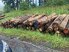 Laubenergieholz-altes Holz (Birke) - 7,72 Fm (Weinbach)