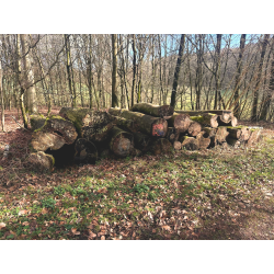 Laubenergieholz (Buche) - 14,27 Fm (Idstein)