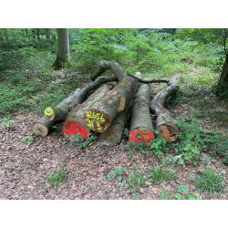 Laubenergieholz (Buche) - 2,3 Fm (Idstein)