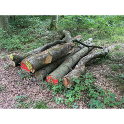 Laubenergieholz (Buche) - 2,3 Fm (Idstein)