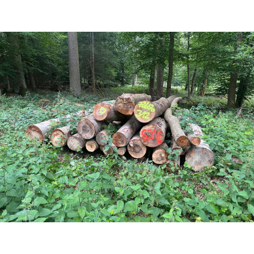 Laubenergieholz (Buche) - 6,21 Fm (Idstein)
