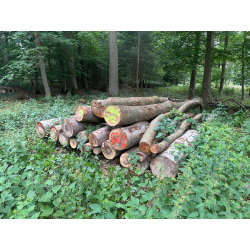Laubenergieholz (Buche) - 6,21 Fm (Idstein)