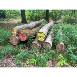 Laubenergieholz (Buche) - 3,47 Fm (Idstein)