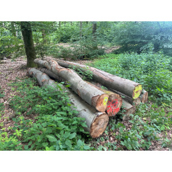 Laubenergieholz (Buche) - 3,47 Fm (Idstein)