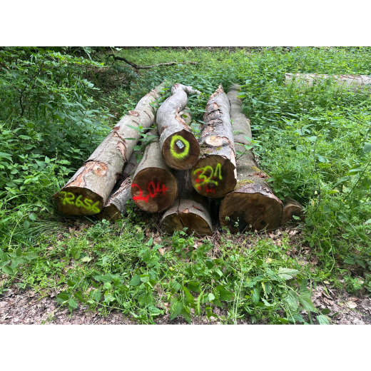 Laubenergieholz (Buche) - 2,04 Fm (Idstein)