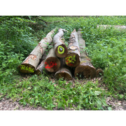 Laubenergieholz (Buche) - 2,04 Fm (Idstein)
