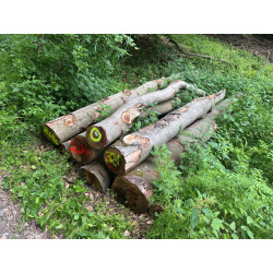 Laubenergieholz (Buche) - 2,04 Fm (Idstein)