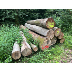 Laubenergieholz (Buche) - 6,41 Fm (Idstein)