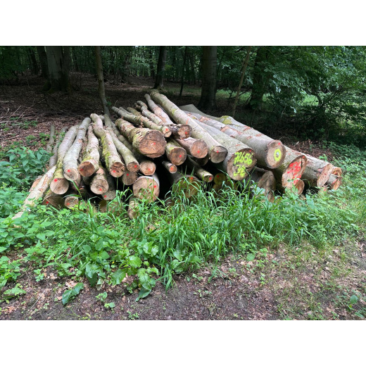 Laubenergieholz (Buche) - 9,36 Fm (Idstein)