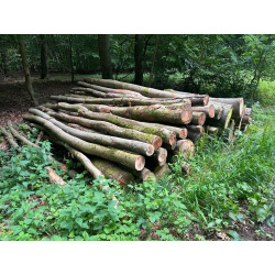 Laubenergieholz (Buche) - 9,36 Fm (Idstein)