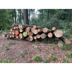 Laubenergieholz (Buche) - 9,69 Fm (Idstein)