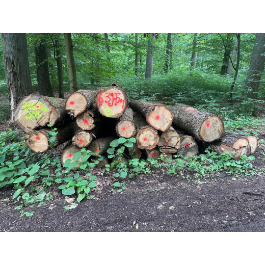 Laubenergieholz (Eiche) - 6,39 Fm (Idstein)