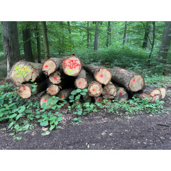 Laubenergieholz (Eiche) - 6,39 Fm (Idstein)