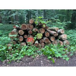 Laubenergieholz (Buche) - 8,97 Fm (Idstein)