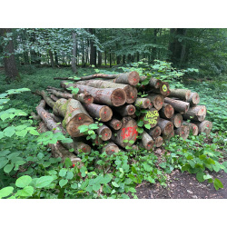 Laubenergieholz (Buche) - 8,97 Fm (Idstein)