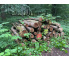 Laubenergieholz (Buche) - 8,97 Fm (Idstein)