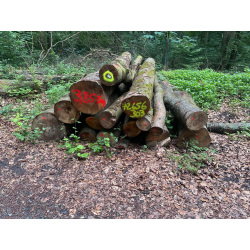 Laubenergieholz (Buche) - 3,85 Fm (Idstein)