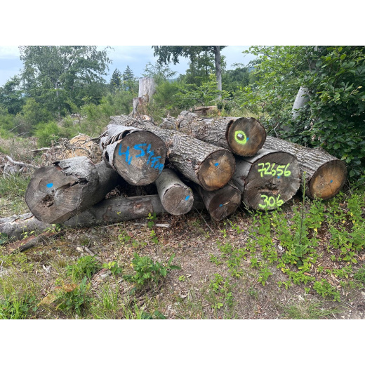 Laubenergieholz (Buche) - 4,54 Fm (Idstein)