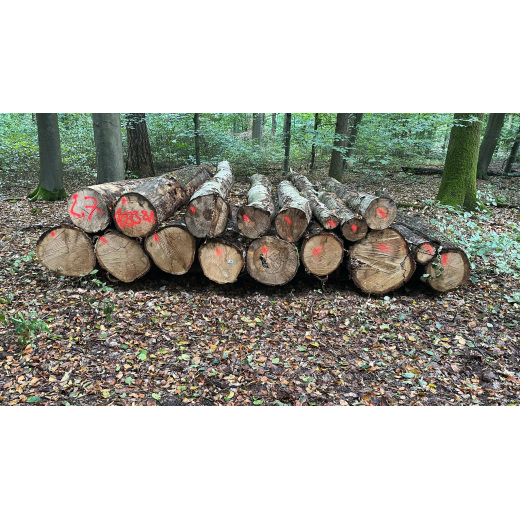 Laubenergieholz (Eiche, Buche) - 7,29 Fm (Dreieich)