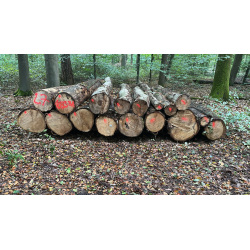 Laubenergieholz (Eiche, Buche) - 7,29 Fm (Dreieich)