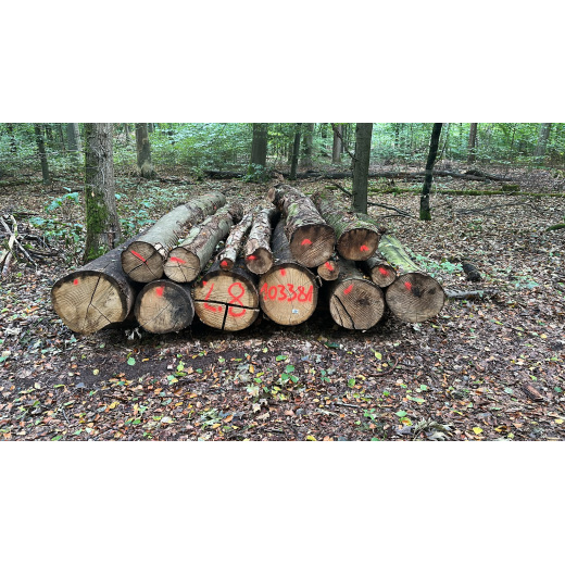 Laubenergieholz (Buche, Eiche) - 4,36 Fm (Dreieich)