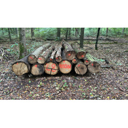 Laubenergieholz (Buche, Eiche) - 4,36 Fm (Dreieich)