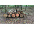 Laubenergieholz (Buche, Eiche) - 4,36 Fm (Dreieich)