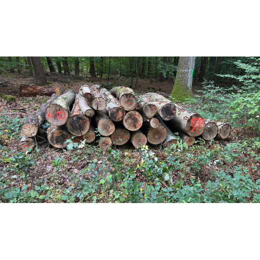 Laubenergieholz (Buche) - 6,12 Fm (Dreieich)
