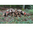 Laubenergieholz (Buche) - 6,12 Fm (Dreieich)