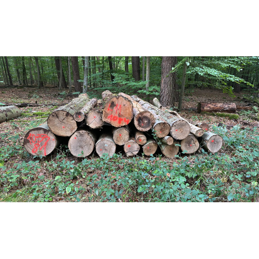 Laubenergieholz (Buche) - 5,75 Fm (Dreieich)