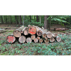 Laubenergieholz (Buche) - 5,75 Fm (Dreieich)
