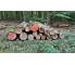 Laubenergieholz (Buche) - 5,75 Fm (Dreieich)