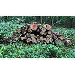 Laubenergieholz (Buche) - 5,89 Fm (Dreieich)