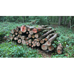 Laubenergieholz (Buche) - 5,89 Fm (Dreieich)