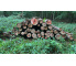 Laubenergieholz (Buche) - 5,89 Fm (Dreieich)