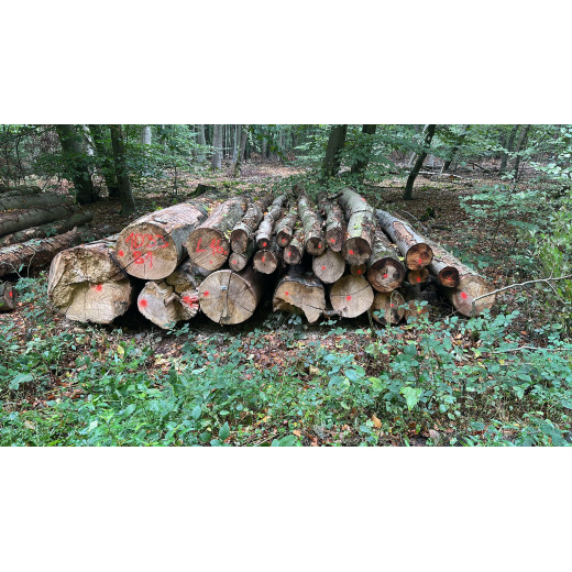 Laubenergieholz (Buche) - 6,0 Fm (Dreieich)