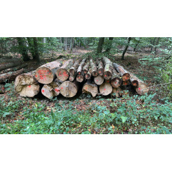 Laubenergieholz (Buche) - 6,0 Fm (Dreieich)