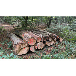 Laubenergieholz (Buche) - 6,0 Fm (Dreieich)