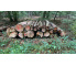 Laubenergieholz (Buche) - 6,0 Fm (Dreieich)
