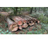 Laubenergieholz (Buche) - 6,0 Fm (Dreieich)
