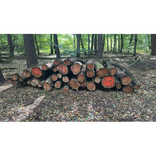 Laubenergieholz (Roteiche) - 5,30 Fm (Dreieich)