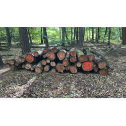 Laubenergieholz (Roteiche) - 5,30 Fm (Dreieich)