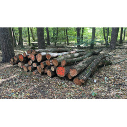 Laubenergieholz (Roteiche) - 5,30 Fm (Dreieich)