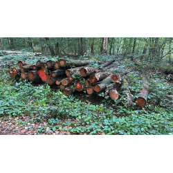 Laubenergieholz (Kirsche) - 3,96 Fm (Dreieich)