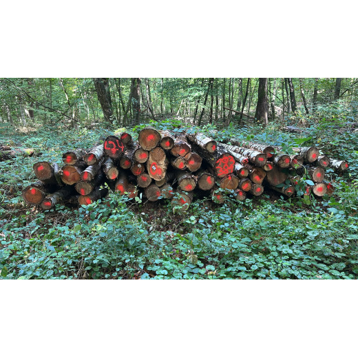 Laubenergieholz (Birke) - 3,84 Fm (Dreieich)