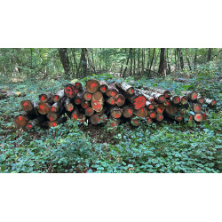 Laubenergieholz (Birke) - 3,84 Fm (Dreieich)