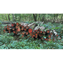 Laubenergieholz (Birke) - 3,84 Fm (Dreieich)