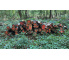 Laubenergieholz (Birke) - 3,84 Fm (Dreieich)
