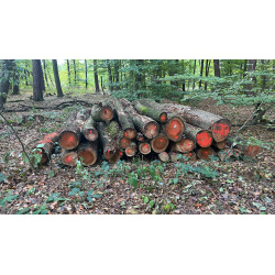Laubenergieholz (Birke) - 3,98 Fm (Dreieich)