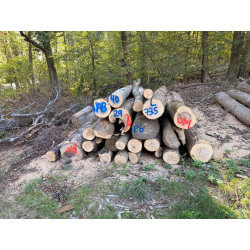 Laubenergieholz (Esche) - 5,51 Fm (Selters)